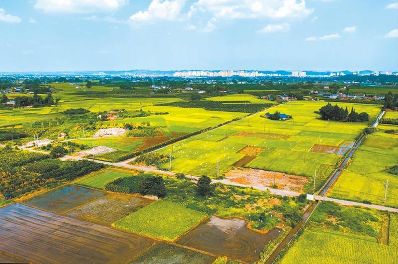 生态环境好 稻田白鹭飞