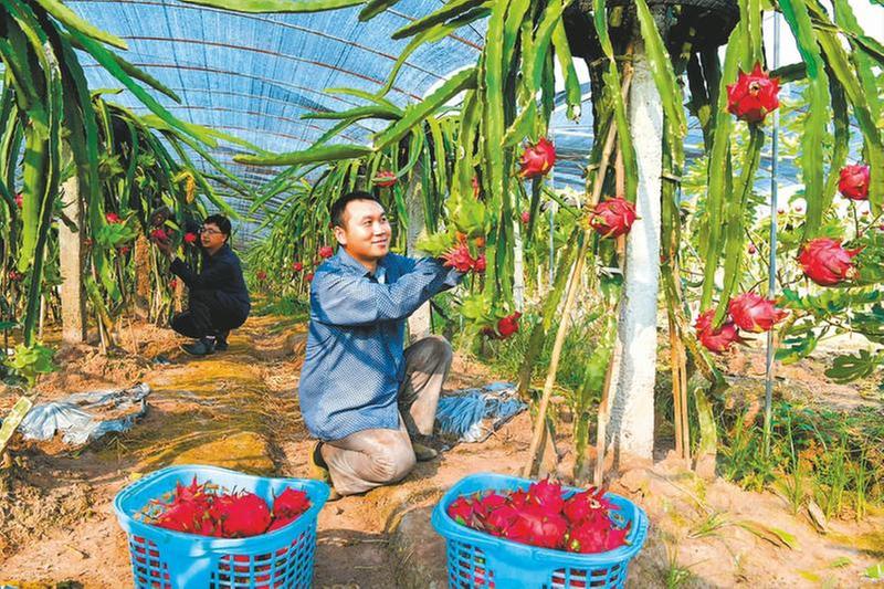 金建国：火龙果带来红火日子