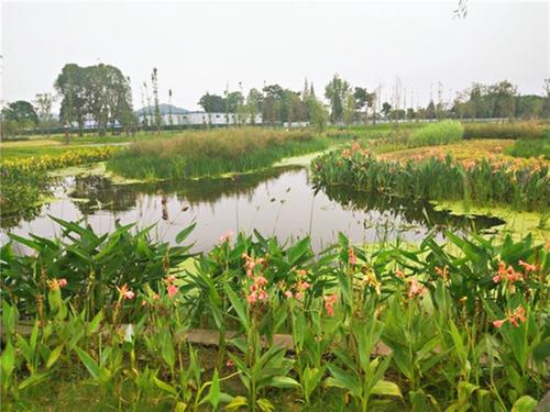 彭山区：立巡立改 打造水清岸绿景美