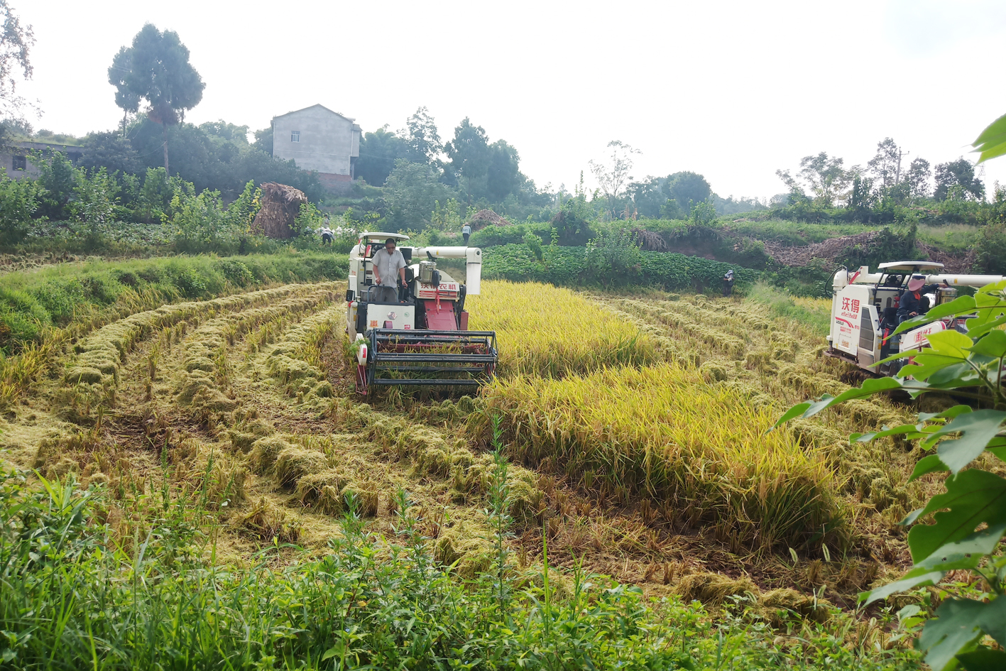 武胜县飞龙镇水稻迎丰收