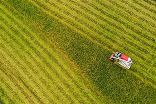 广安：水稻翻金浪  田间抢收忙
