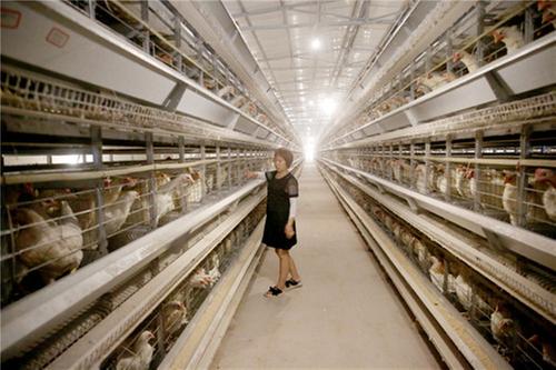 悦来镇中合村：党建引领兴产业  “源子蛋”壮大集体经济