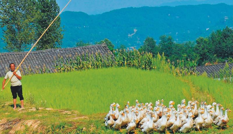 稻田养鸭 南江农民实现双丰收