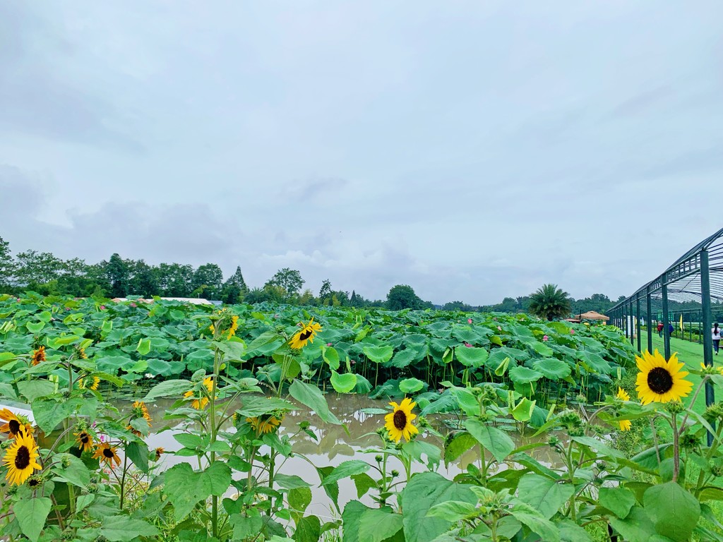 2021“寻美乡村·乐游眉山”（夏秋季）大型乡村旅游季活动正式启幕
