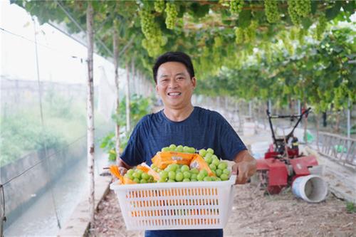 彭山农人一串“葡萄”串起幸福生活