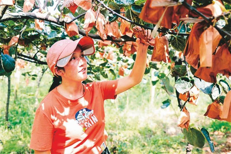 彭山区：万亩猕猴桃种出甜蜜生活
