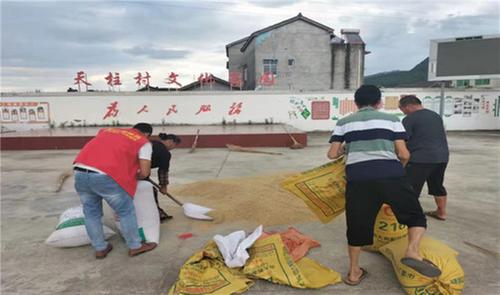 公义镇天柱村：大雨来袭 村干部热心助村民抢收粮食