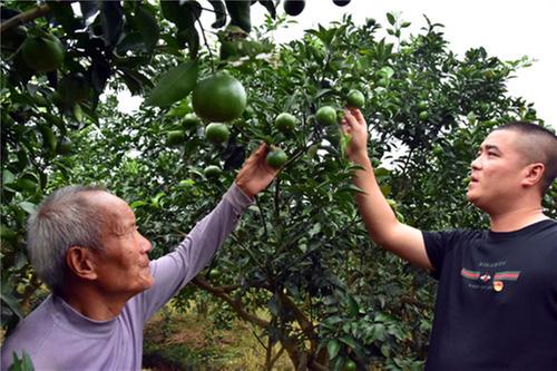 强产业护环境丹棱县绘就美丽乡村新图景