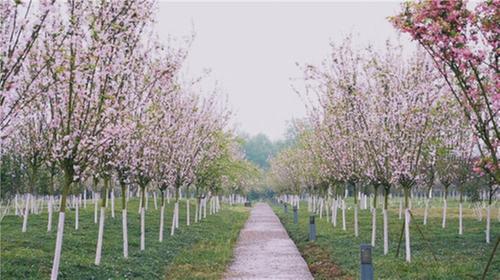青神县：竹里海棠“才貌兼备” 生态修复成效显著
