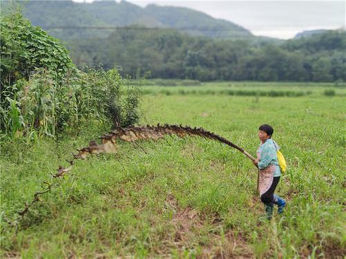 洪雅县：深入推进粪污综合利用 实现生态效益与经济效益双赢