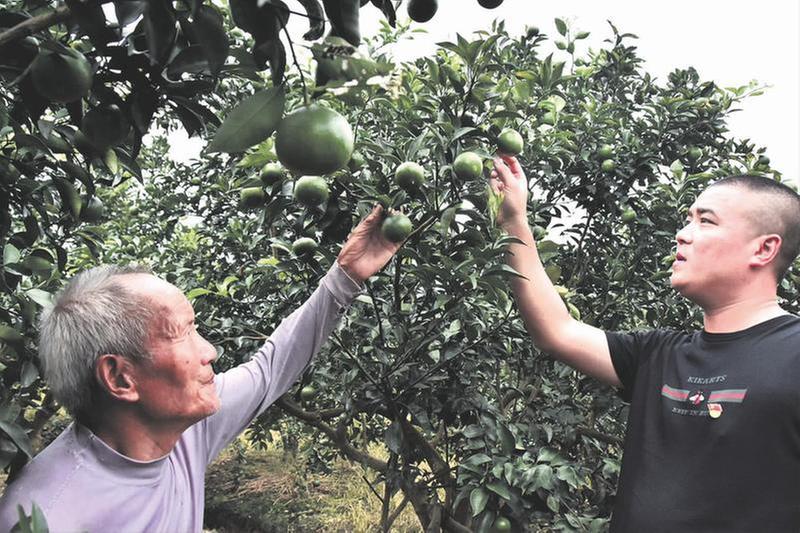 强产业 护环境 丹棱绘就美丽乡村新图景