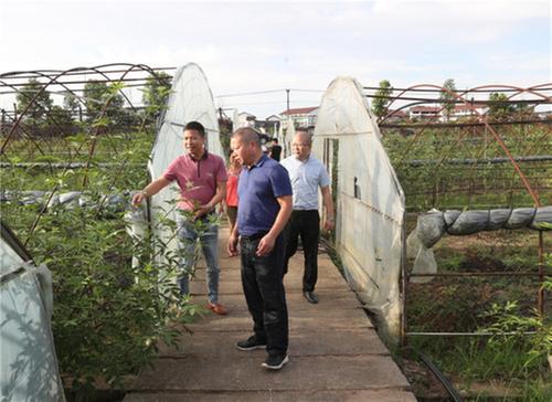 广安区：花椒种植遇难题   政协协商帮大忙