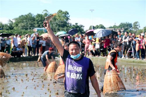 丹棱县：赛农事庆丰收 桔香稻田迎中秋