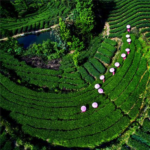 洪雅县举行“2021年中国农民丰收节”暨茶叶品牌发布会庆祝活动