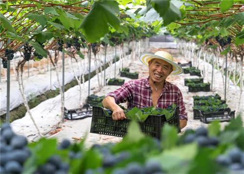 彭山区绘就乡村振兴新画卷