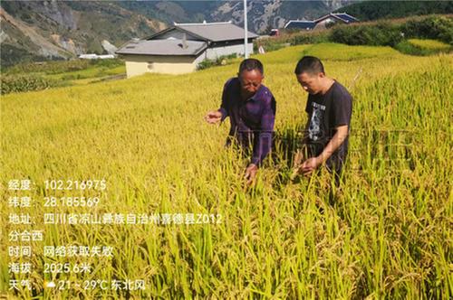 丹棱县农业农村局技术专员赴对口帮扶乡开展技术指导