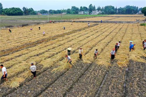 川芎+水稻轮作 青神程家嘴村助农增收有妙招