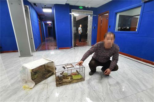 4名男子捕麻雀22只被判刑