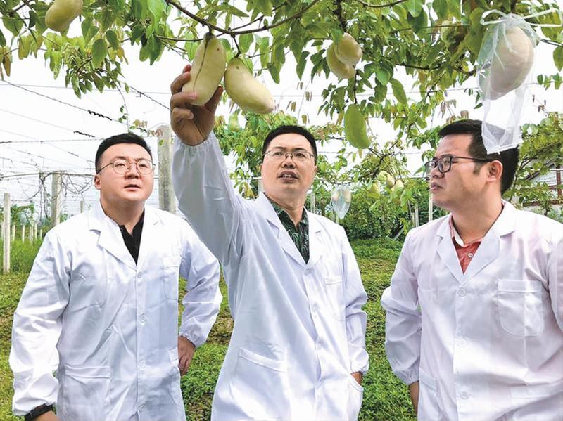 “八月瓜”助力四川乡村产业振兴