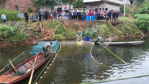 水美鱼肥，青神官厅坝村养鱼迎来首次丰收