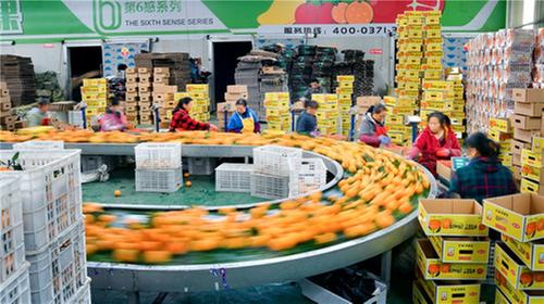 彭山区:种植柑橘50年,群众收入翻几番