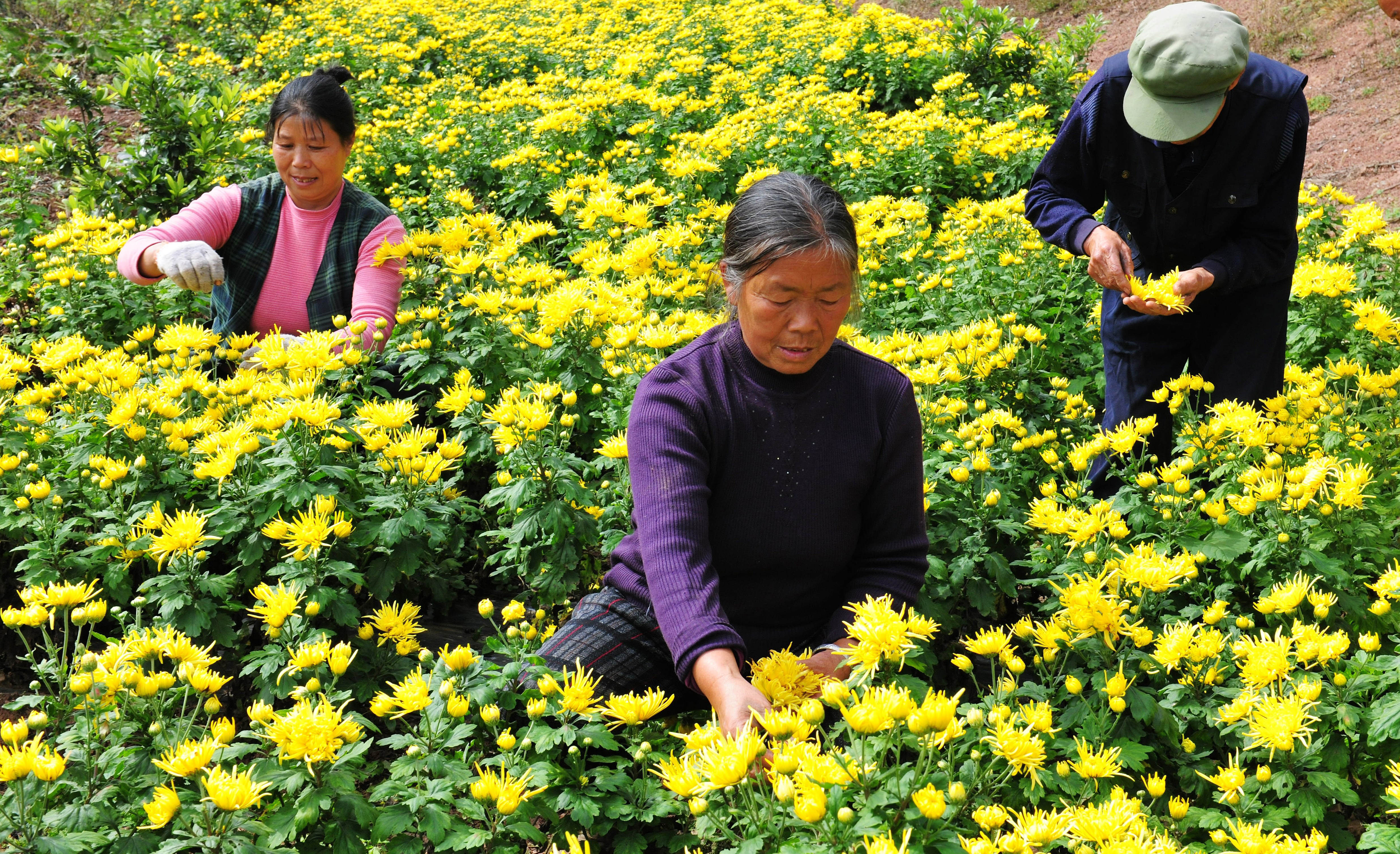 皇菊开“金花”