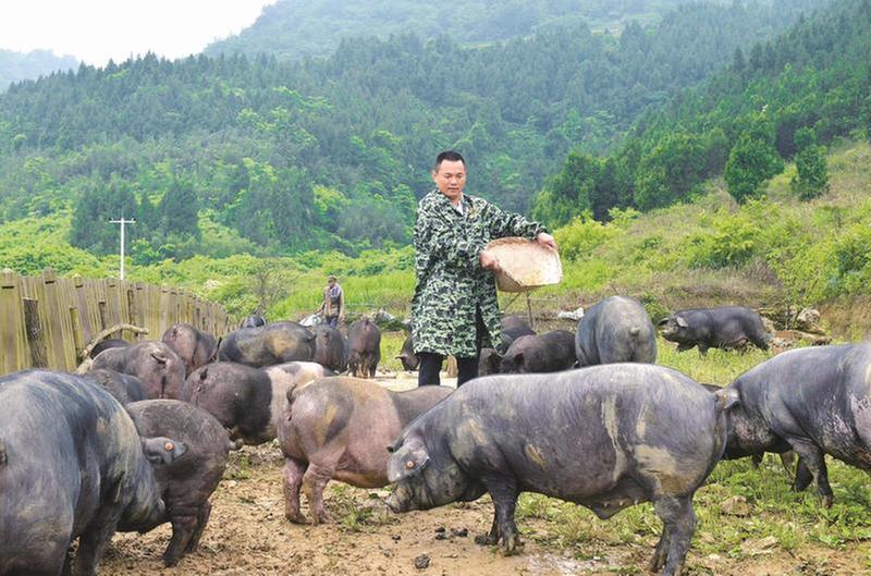 桂义国：擦亮生态黑猪“金字招牌”