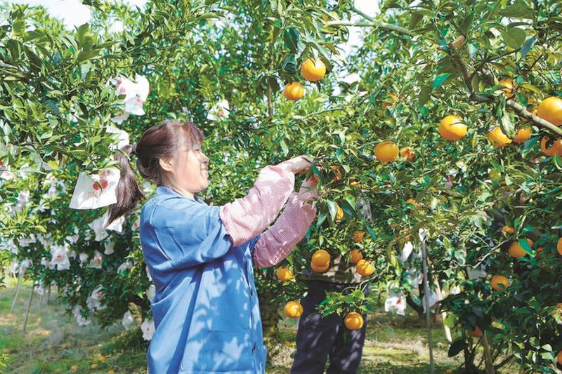 疫情之下 “丹棱桔橙”破题突围开新局