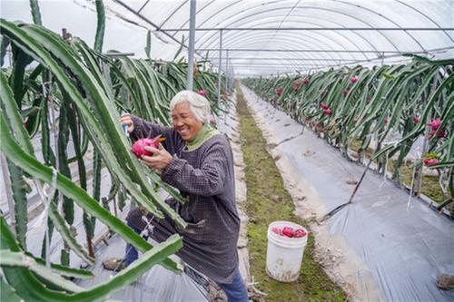 彭山区：“预售+订单”模式让火龙果供不应求
