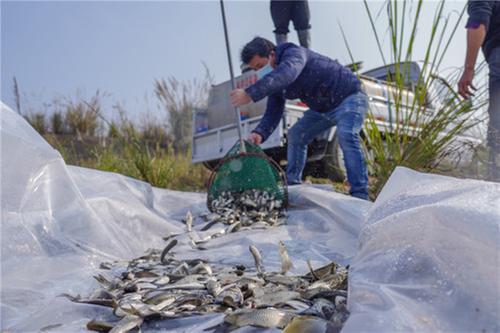 彭山区组织非法捕捞者放生5万尾鱼苗