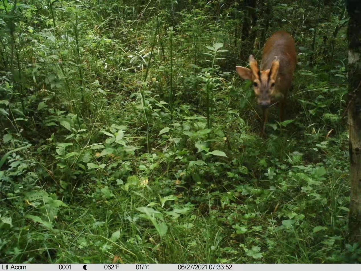 四川米仓山自然保护区拍摄到多种珍稀保护动物