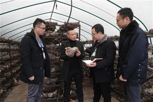 广安区龙台镇：政协委员给力  香菇产业助农增收