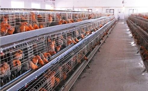 畜禽粪污膜式堆肥技术入选四川2022年度农业主推技术