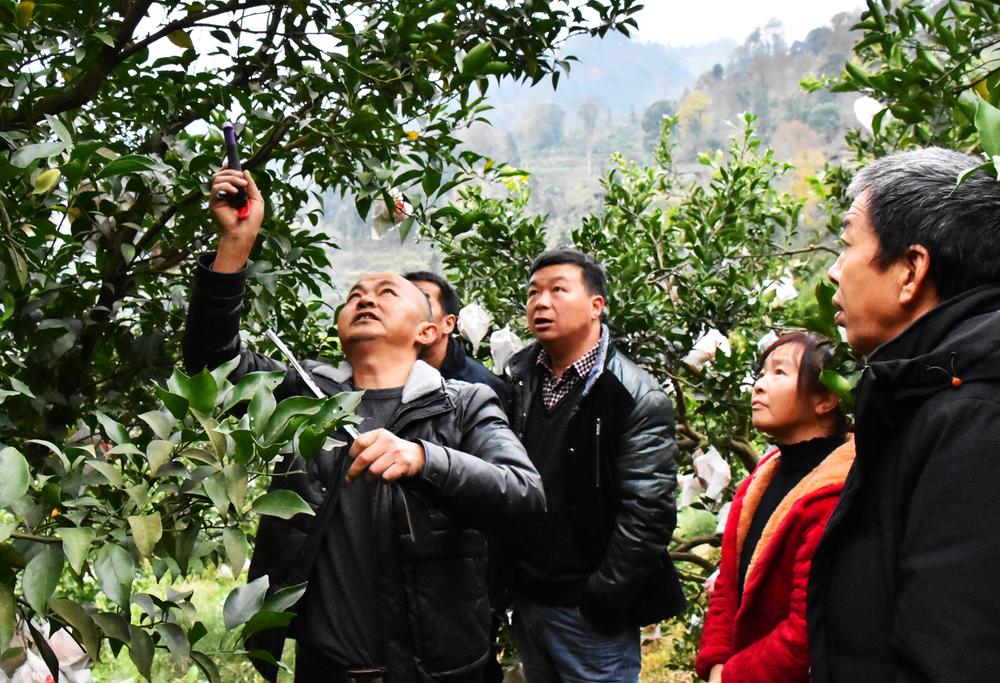 蒲丹融合  同“橙”发展  