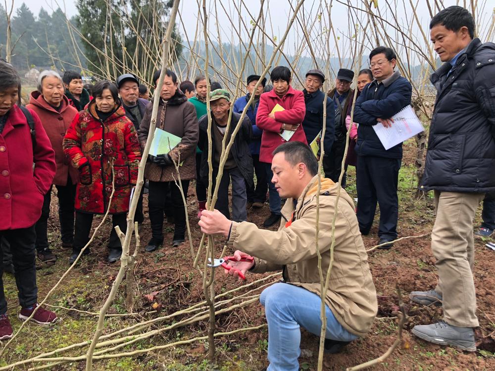 科技特派员深入乐至县培训蚕桑冬春田间管理技术