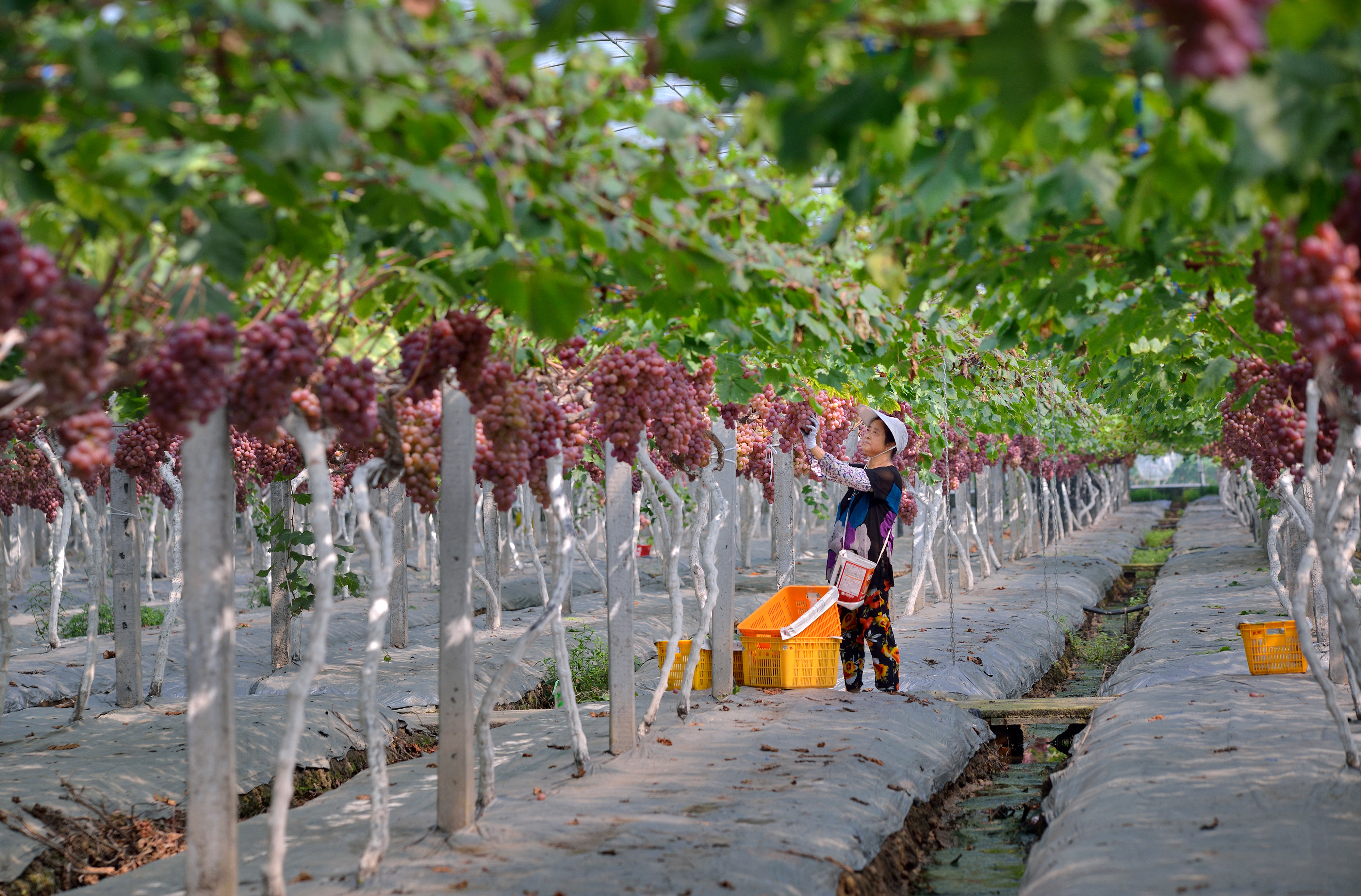 彭山“亿元村”的致富密码