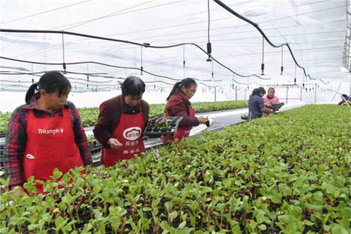 广安区：工厂化育苗  助力乡村振兴