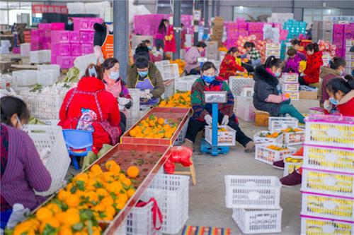 春节临近 彭山耙耙柑销售“旺”