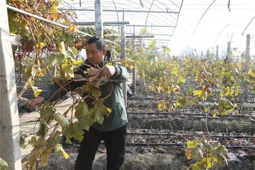 彭山区：人勤春来早 不误农时忙春耕