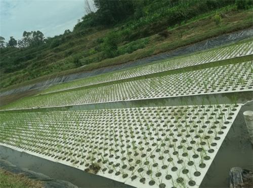 深挖潜力、优化结构，丹棱县县粮油增产有保证