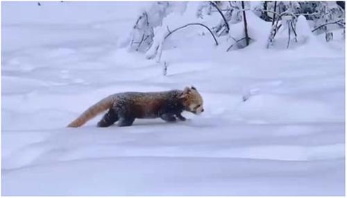 萌翻了！瓦屋山上野生小熊猫悠闲巡山觅食