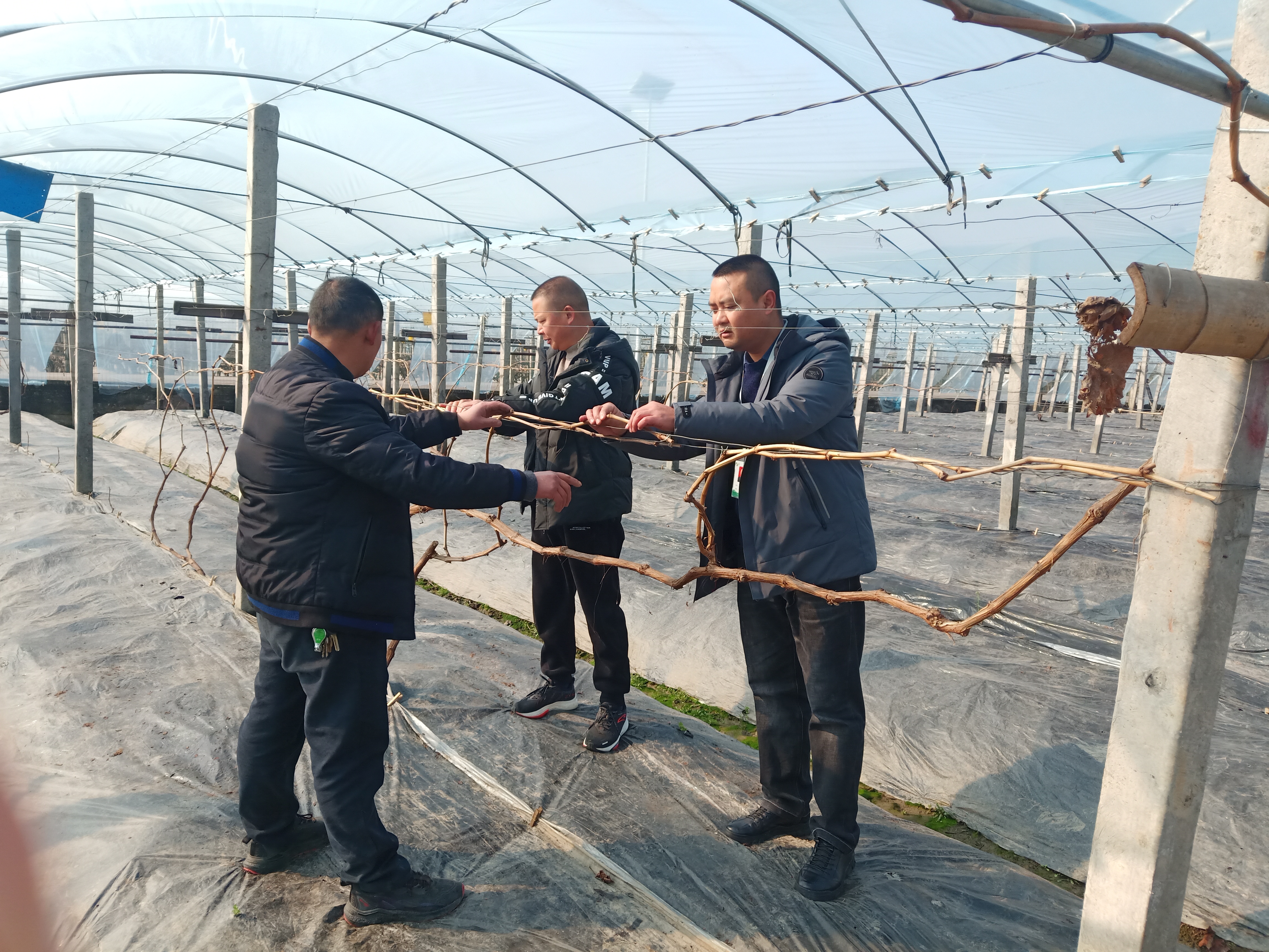 彭山区：果园里传递幸福“佳音”