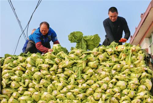 彭山区：蔬菜喜获丰收  农户喜笑颜开