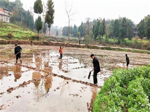 护安镇：春耕备耕生产忙 不负农作好时光