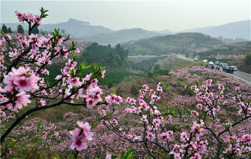去东坡赴桃花盛宴  来一场与春天的美丽邂逅