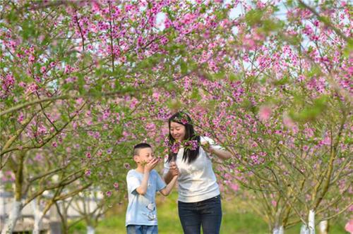 岳池：三月桃花迎春风 乡村旅游人气旺