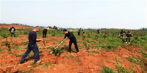 洪雅万亩大豆玉米复合种植开种 多种模式促进粮食稳产增收