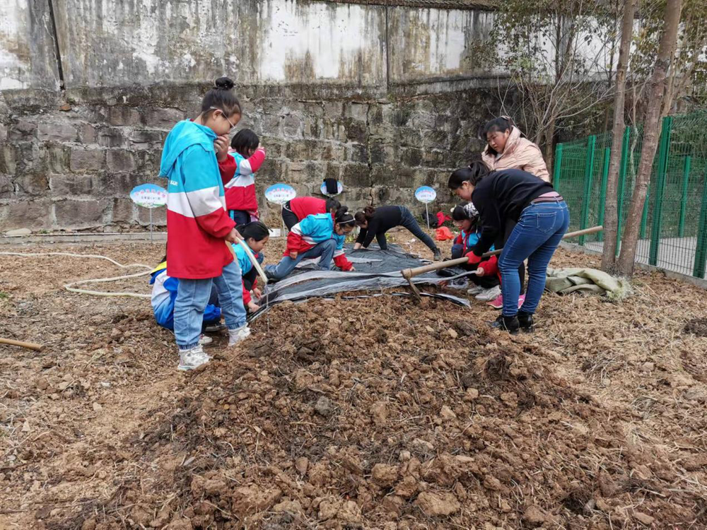 沙河镇小学开展劳动实践活动