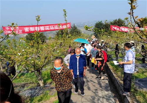 华蓥市科协联动开展蜜梨春管技术现场培训