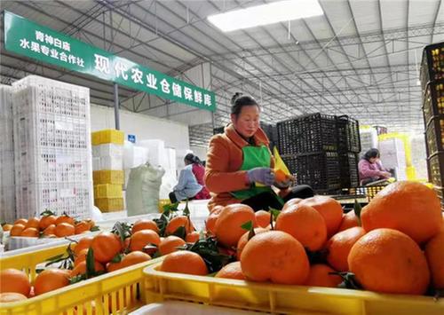 官厅坝村：千亩柑橘喜迎丰收 集体经济助力销售